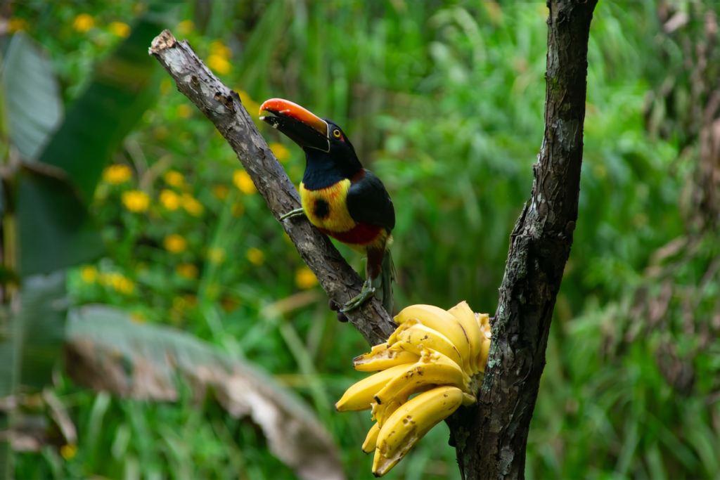 Tucán comiendo bananos